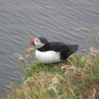 09. Puffin.JPG